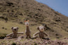 Llama Knit Play Toy