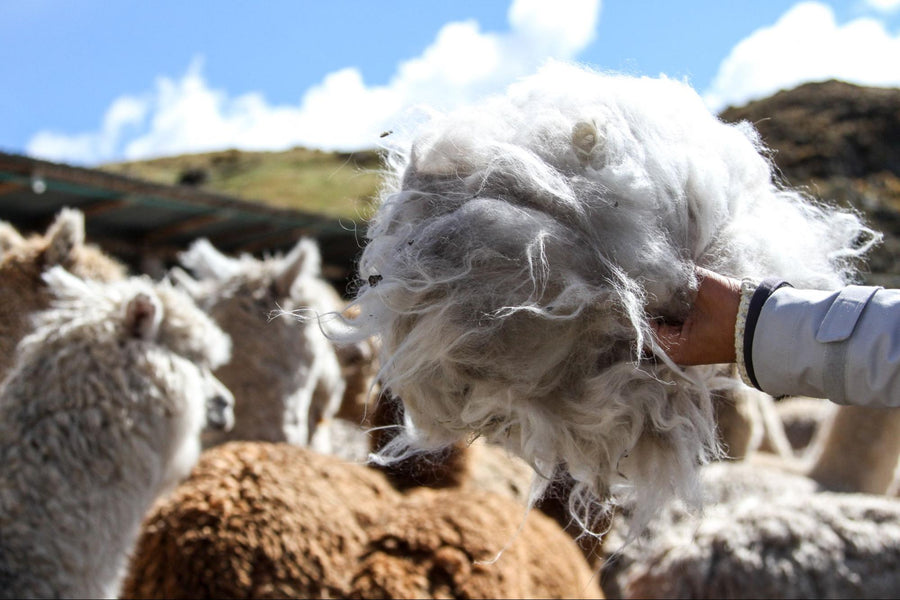 Alpaca fiber and sheep wool used in Awamaki textiles